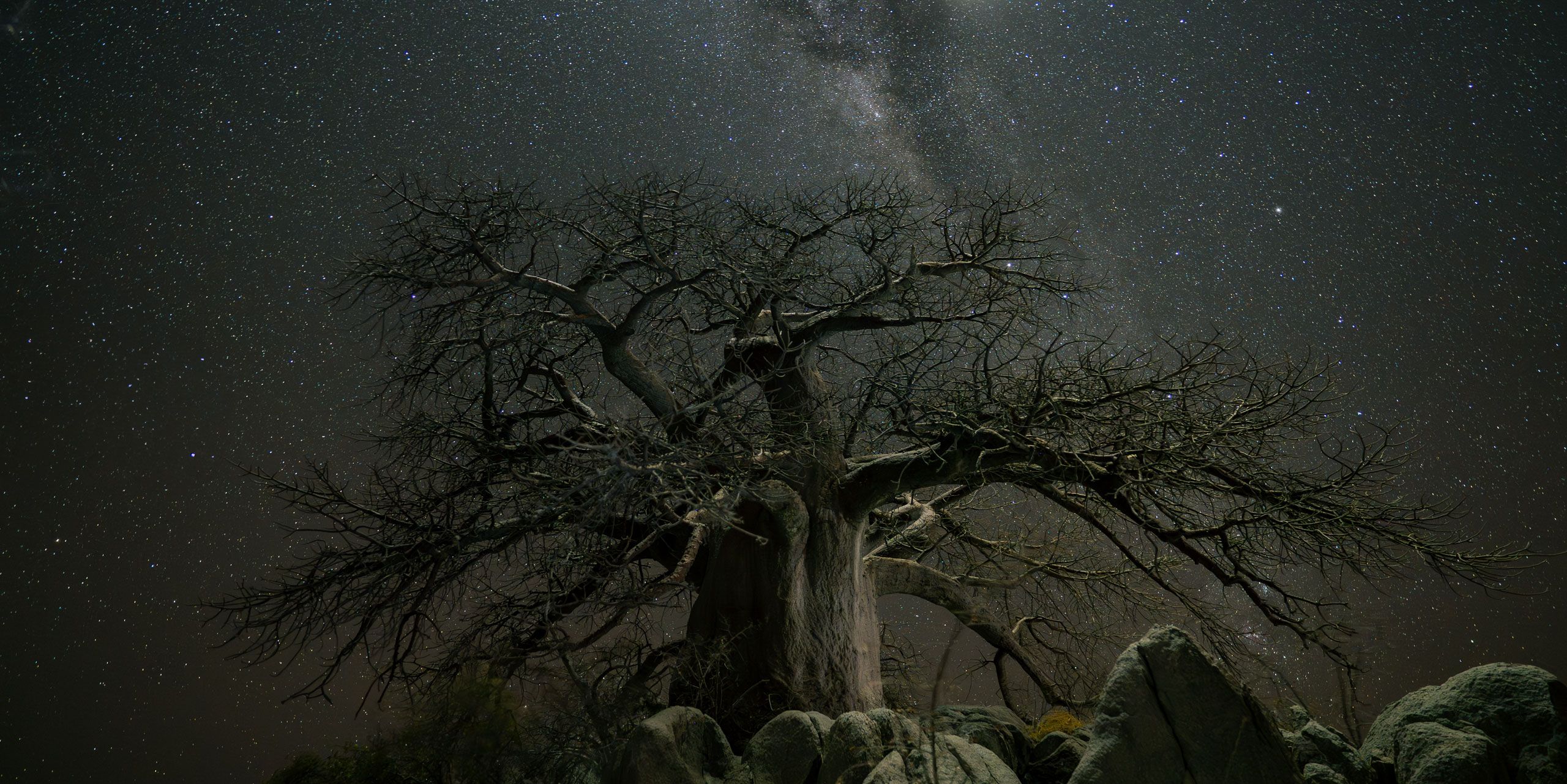 The Kubu Island Baobab Tree, Botswana