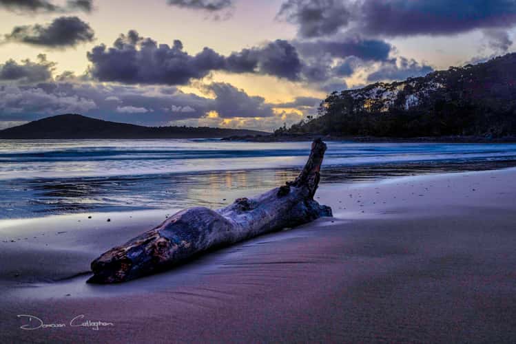 Tree, Fingal Beach, Fingal Bay, Port Stephens, NSW