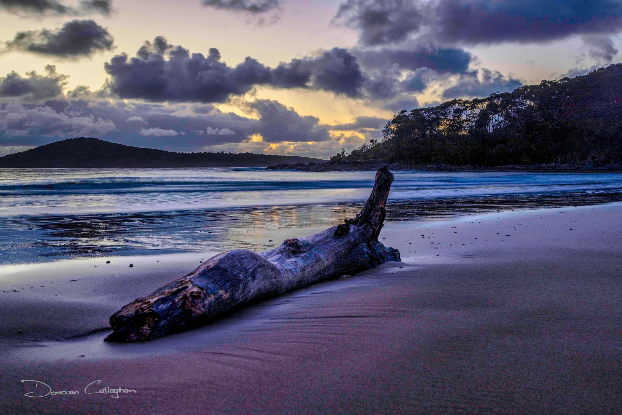 Tree, Fingal Beach, Fingal Bay, Port Stephens, NSW, Australia