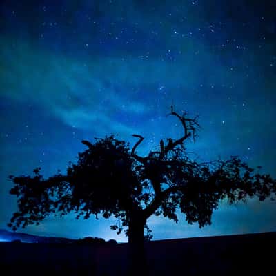 Tree, Ronneburg, Germany