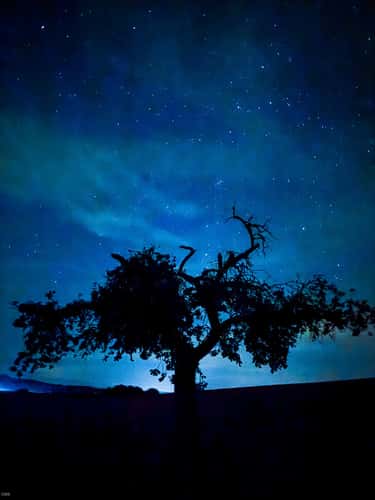 Tree, Ronneburg