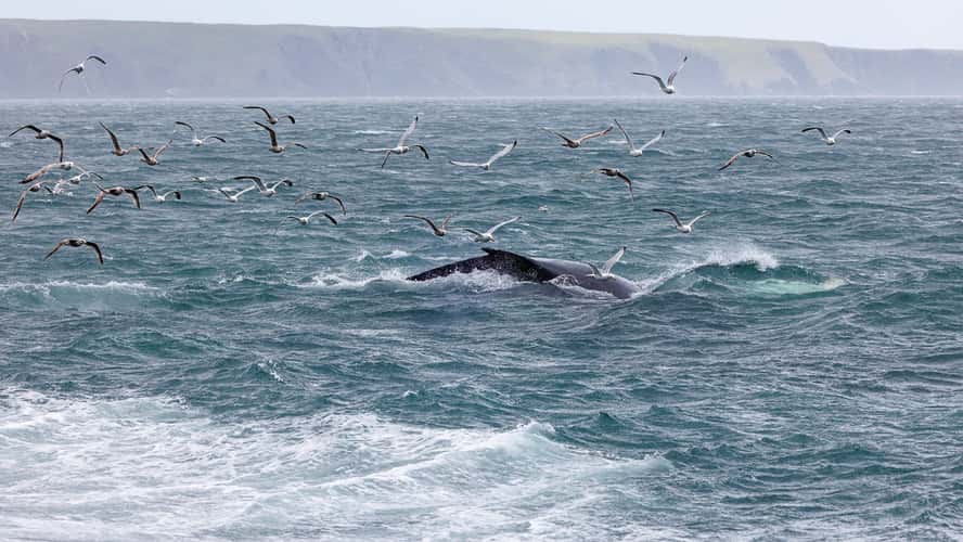 Whale watching at St. Vincent's beach