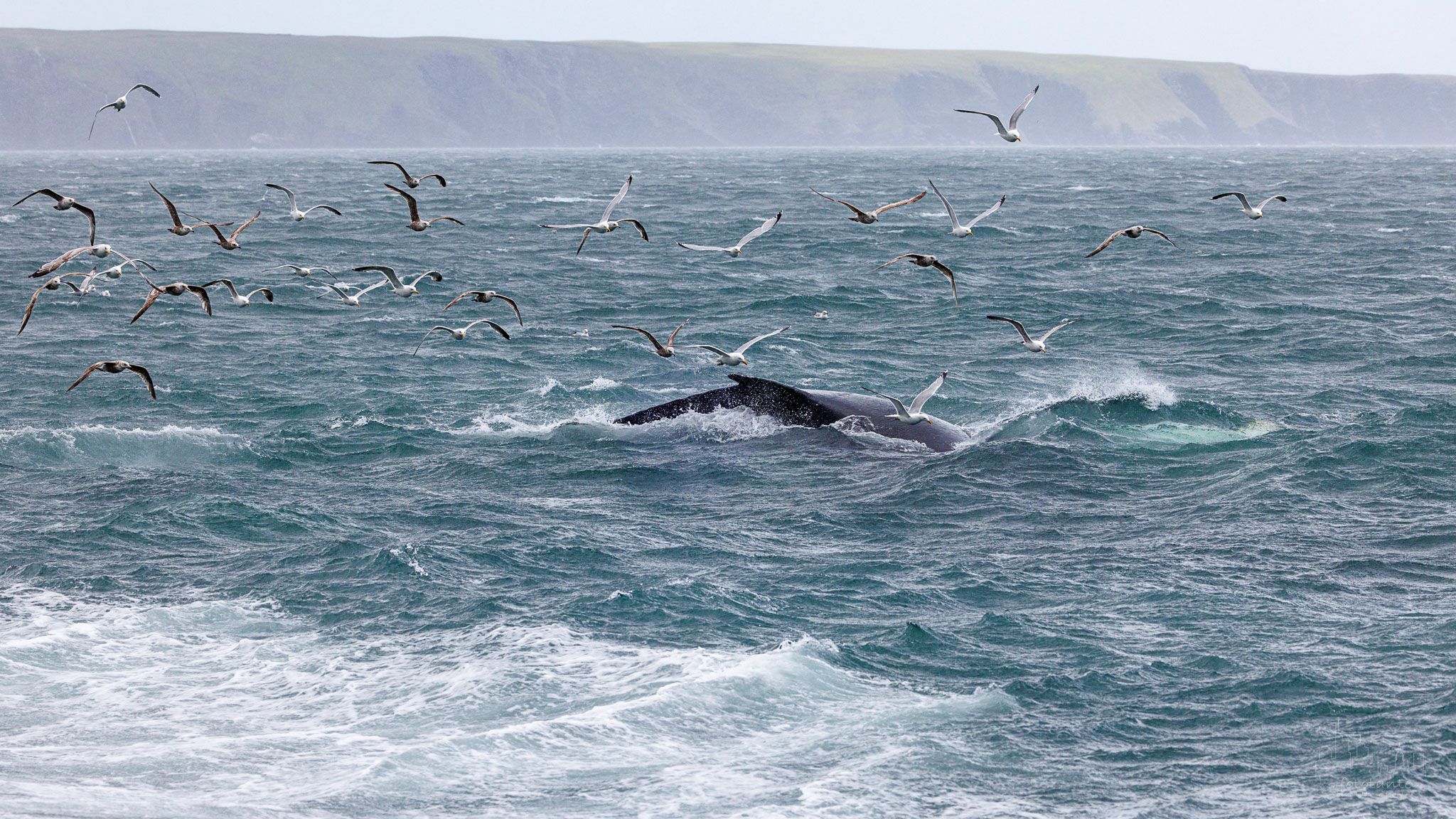 Whale watching at St. Vincent's beach, Canada