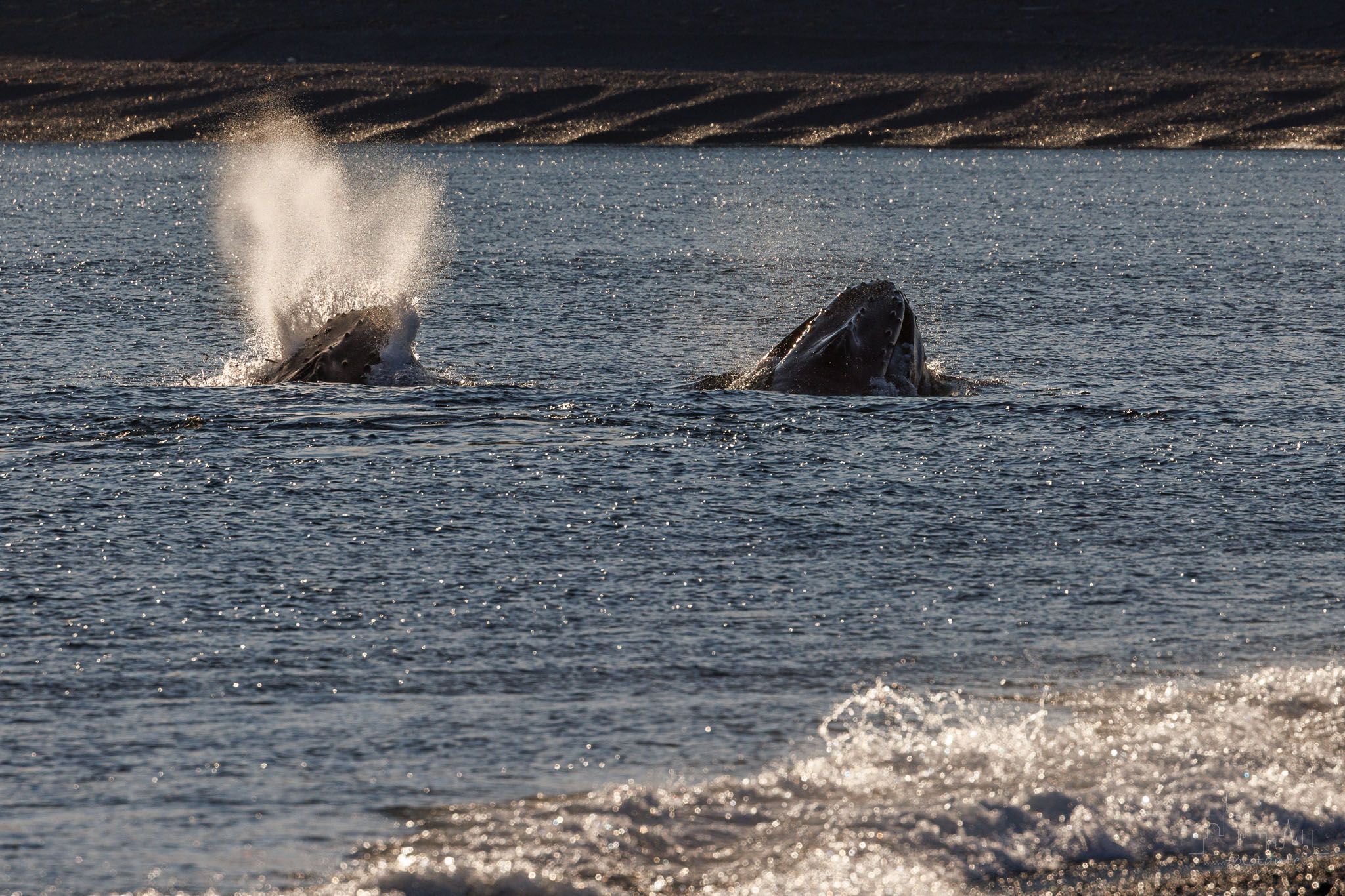 Whale watching at St. Vincent's beach, Canada