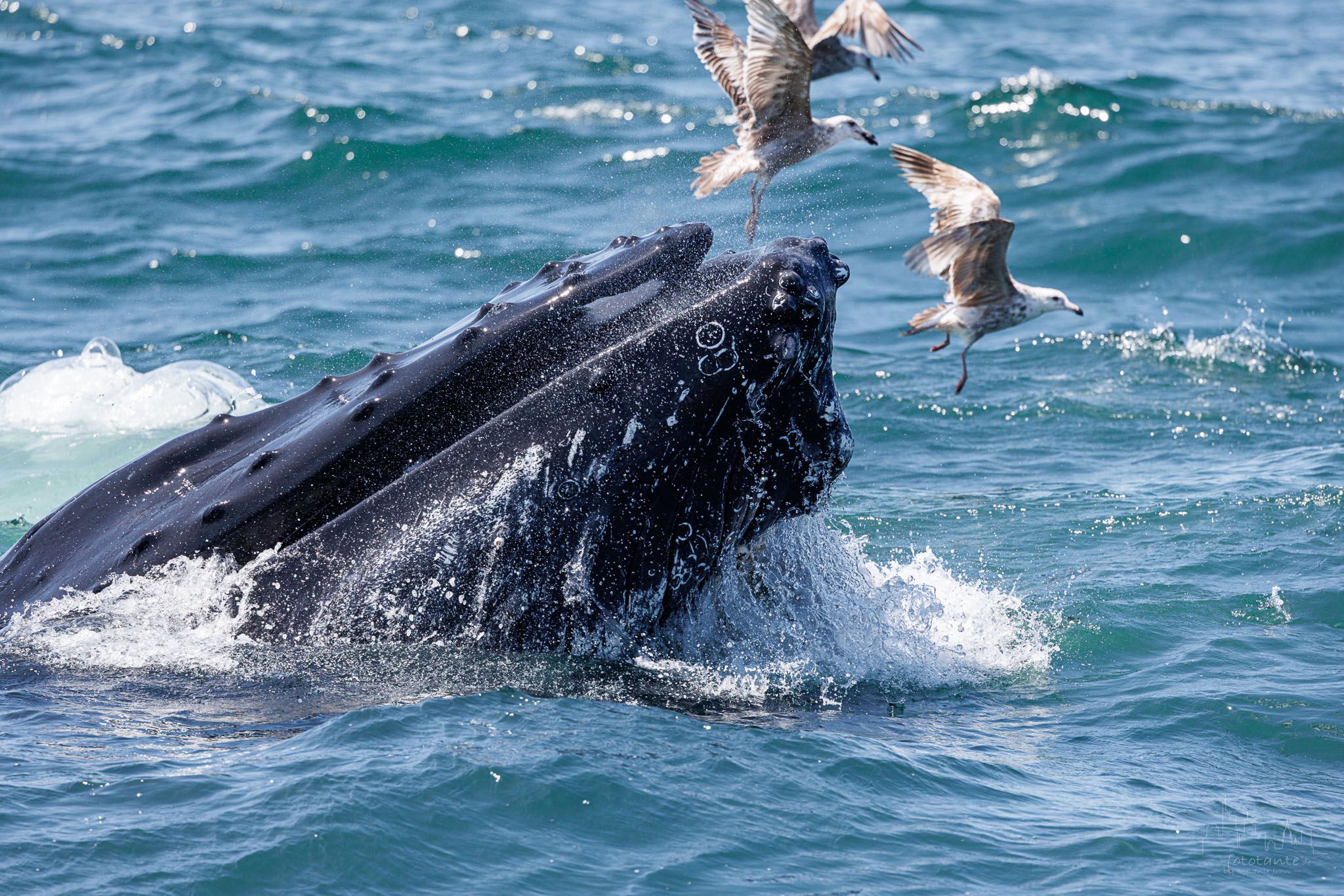 Whale watching at St. Vincent's beach, Canada