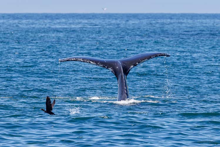 Whale watching at St. Vincent's beach