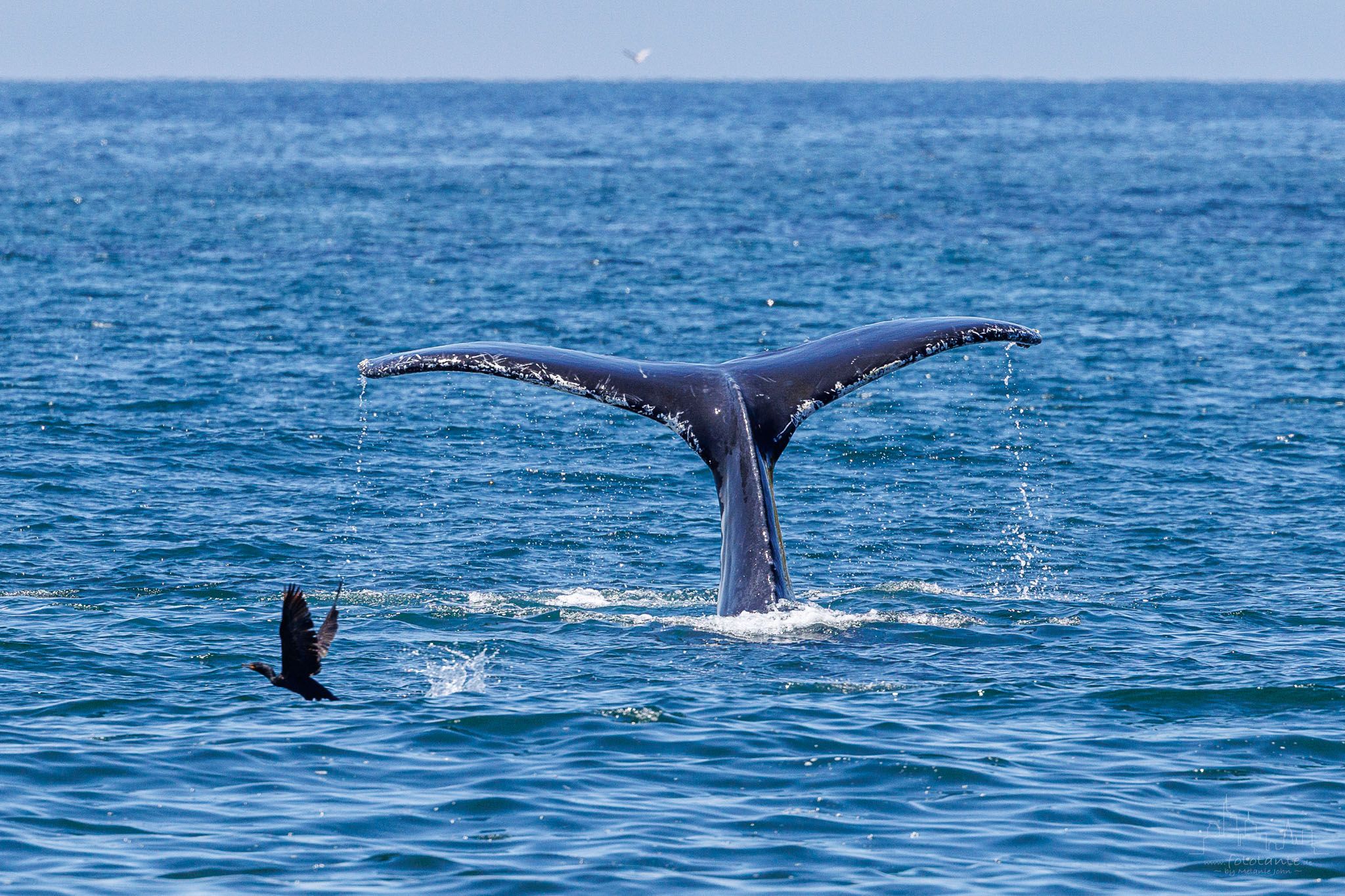 Whale watching at St. Vincent's beach, Canada