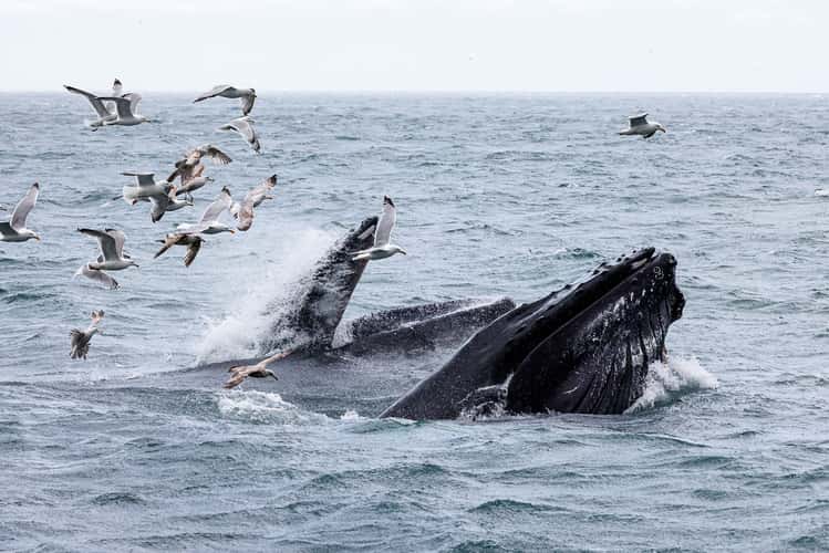 Whale watching at St. Vincent's beach