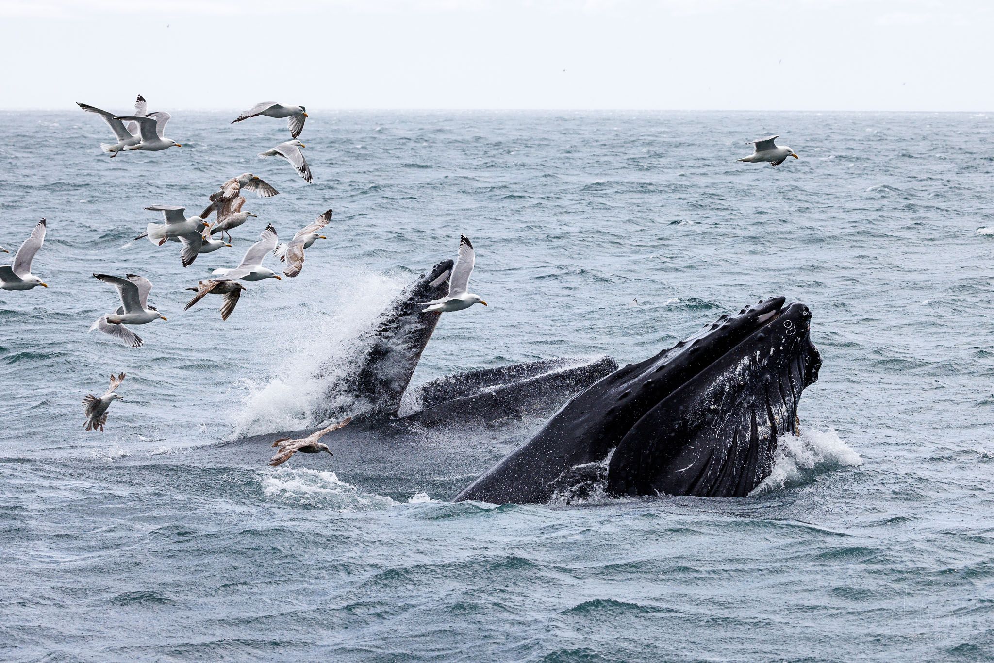 Whale watching at St. Vincent's beach, Canada