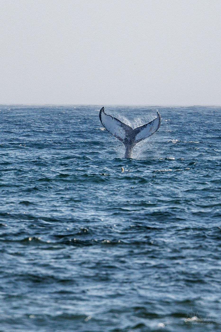 Whale watching at St. Vincent's beach, Canada