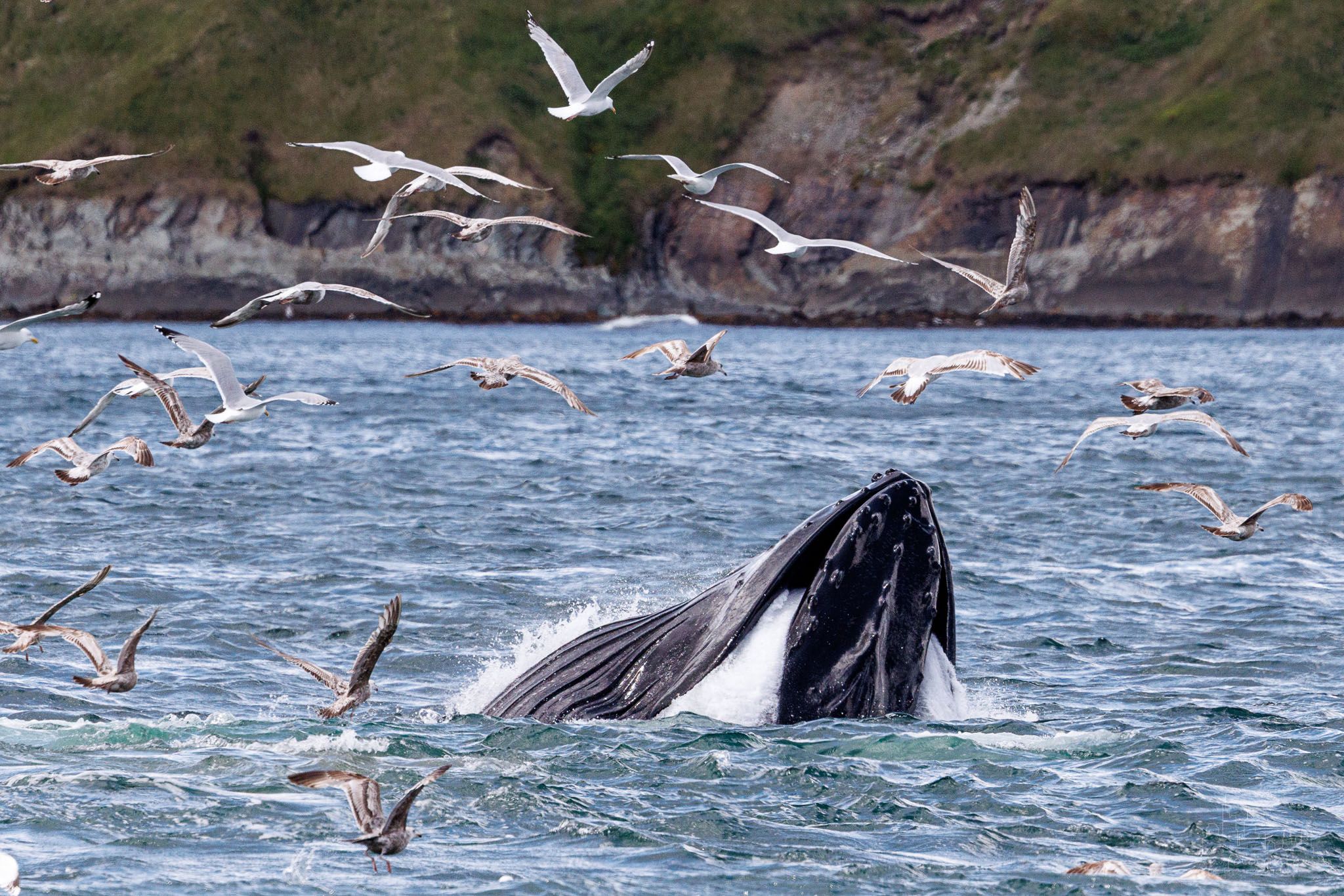 Whale watching at St. Vincent's beach, Canada