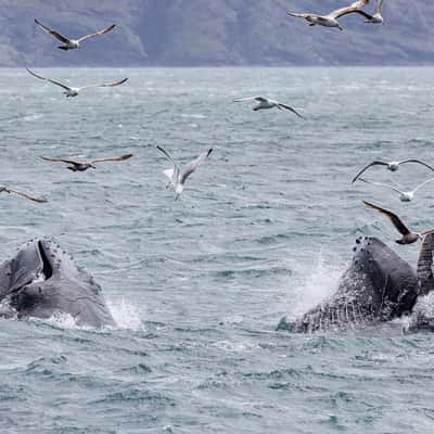 Whale watching at St. Vincent's beach, Canada