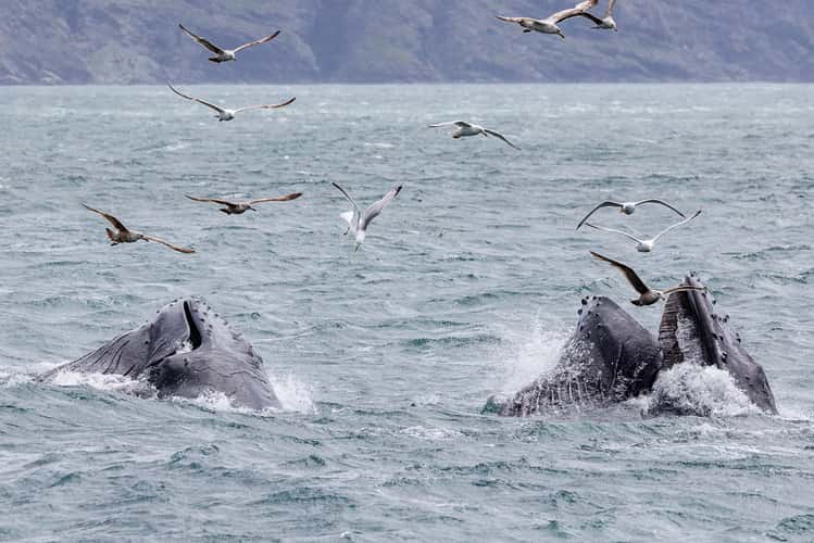 Whale watching at St. Vincent's beach