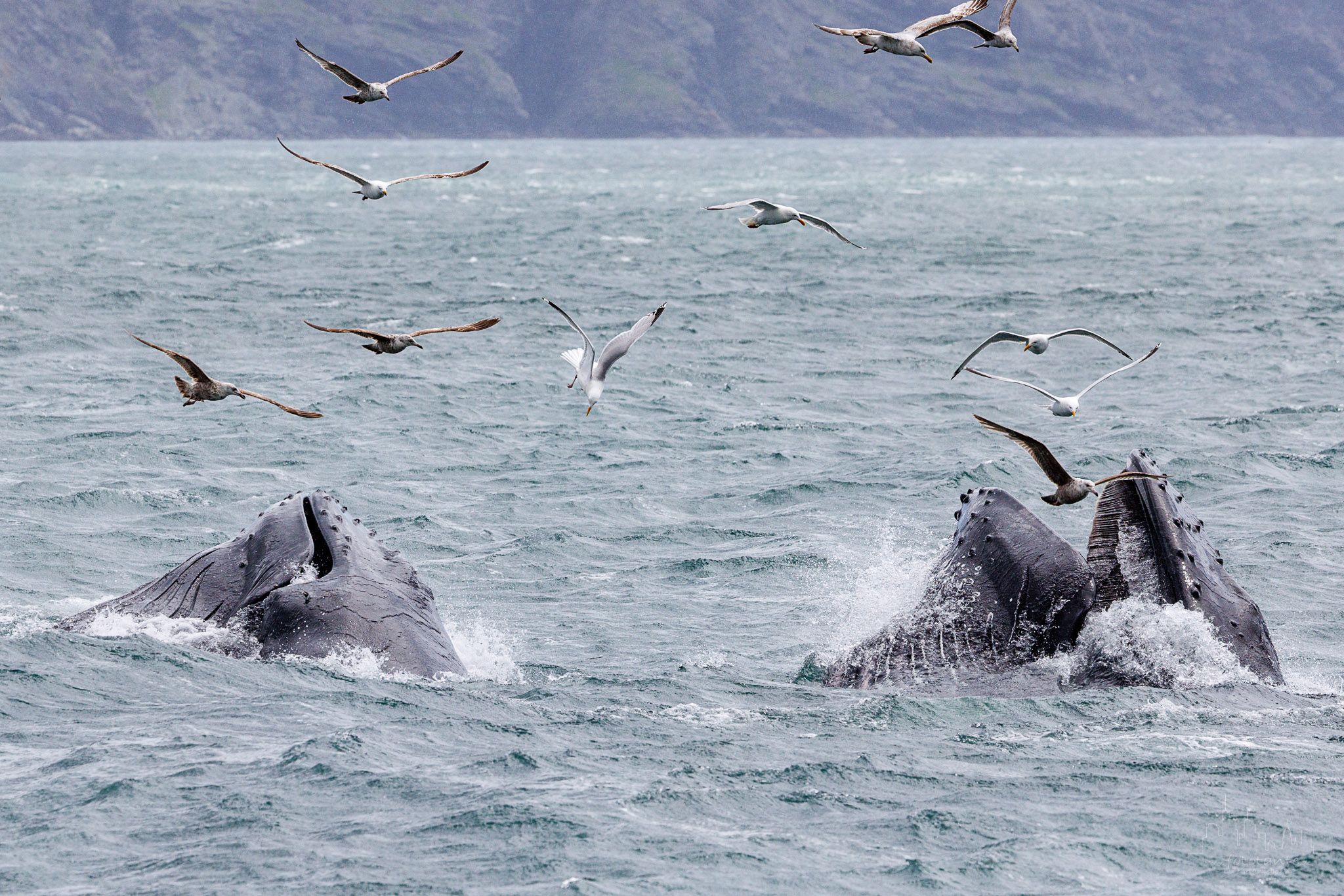 Whale watching at St. Vincent's beach, Canada