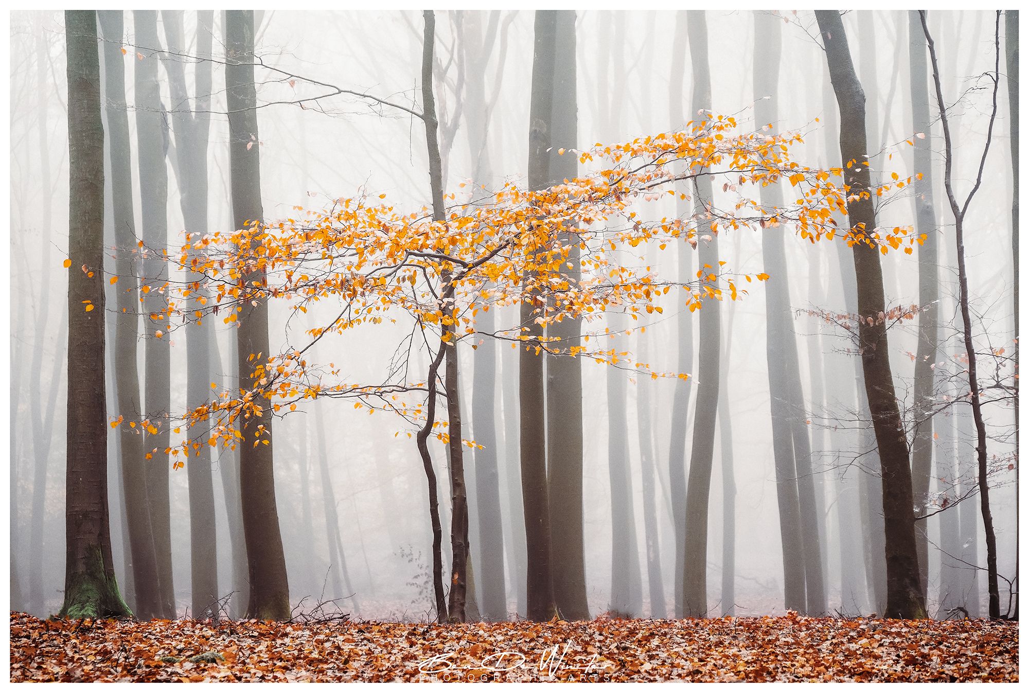 Wijngaardberg, Belgium