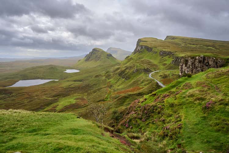 A solitary bush overlooking the Quiraing Road