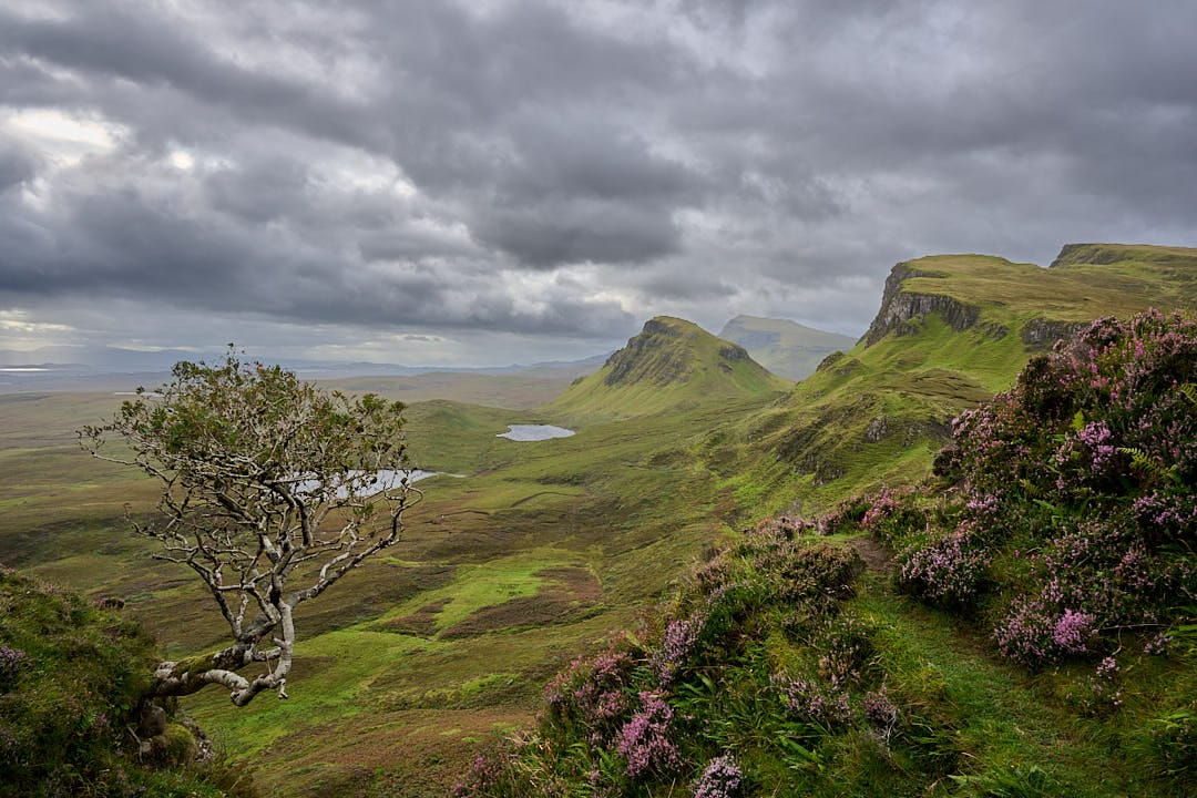 A solitary bush overlooking the Quiraing Road, United Kingdom