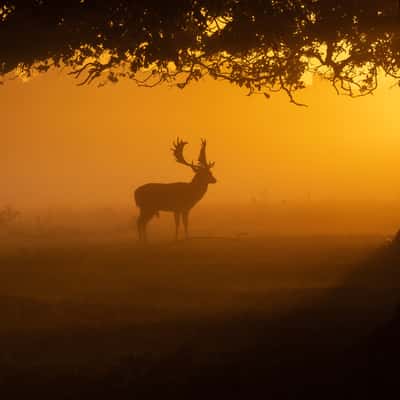 Bushy Park, United Kingdom