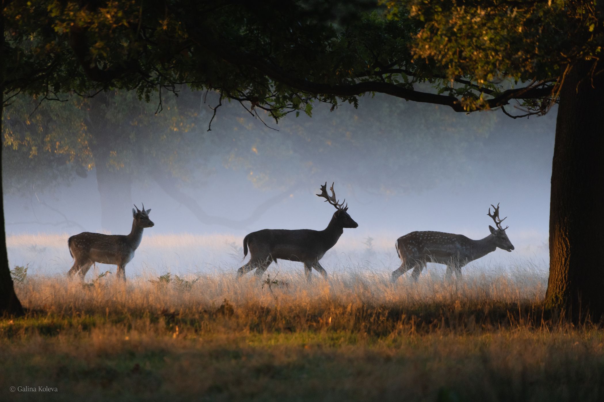 Bushy Park, United Kingdom