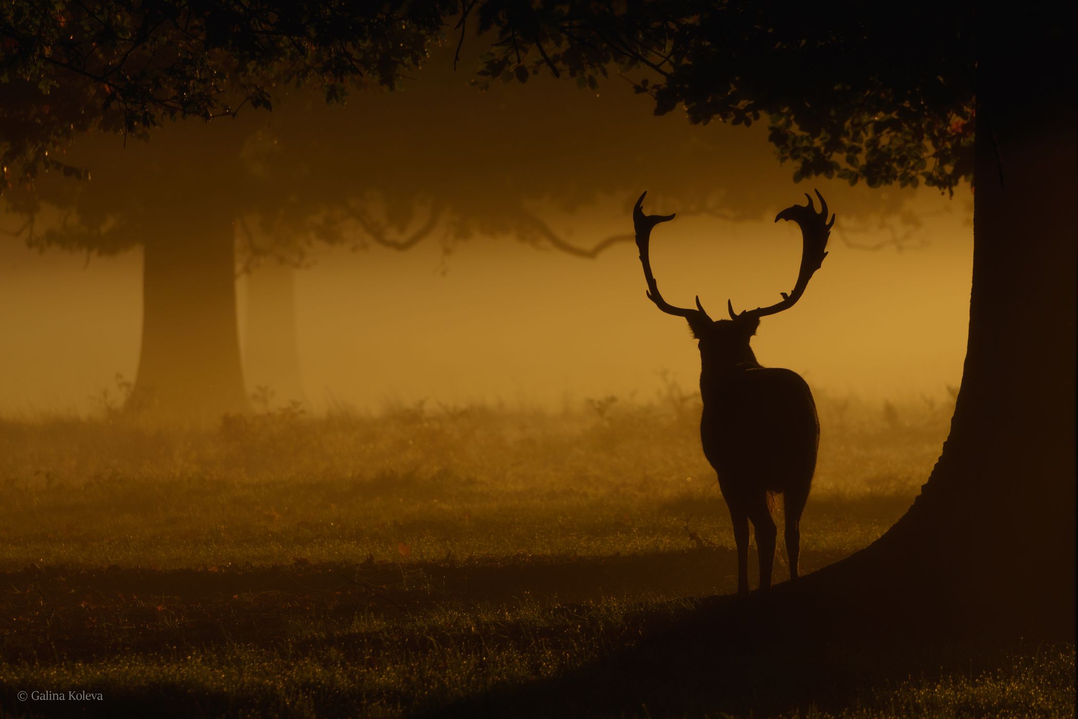 Bushy Park, United Kingdom