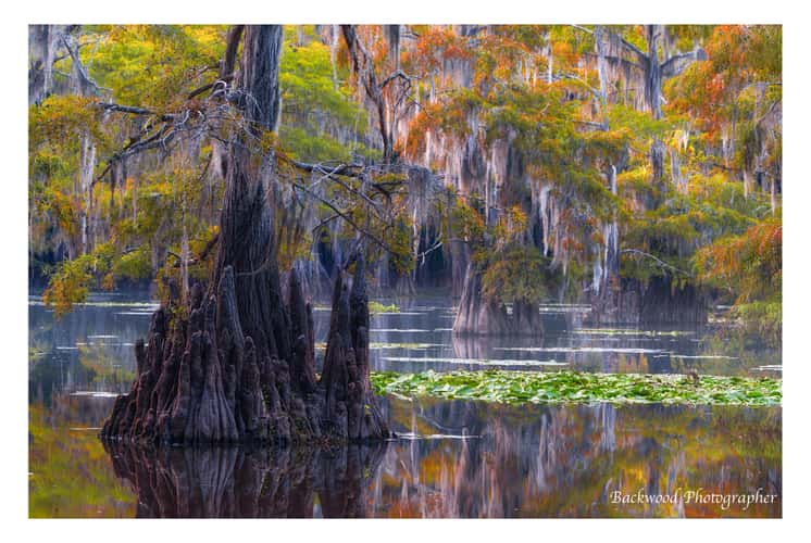 Caddo Lake
