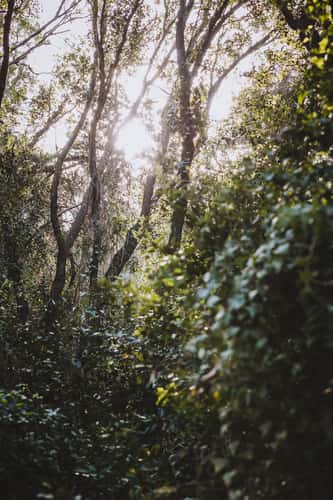 Fairy Forest in Beit Oren