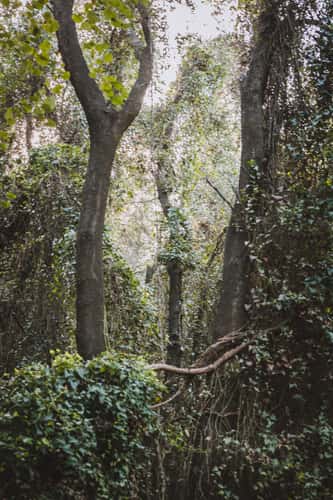 Fairy Forest in Beit Oren