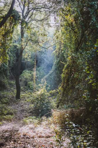 Fairy Forest in Beit Oren