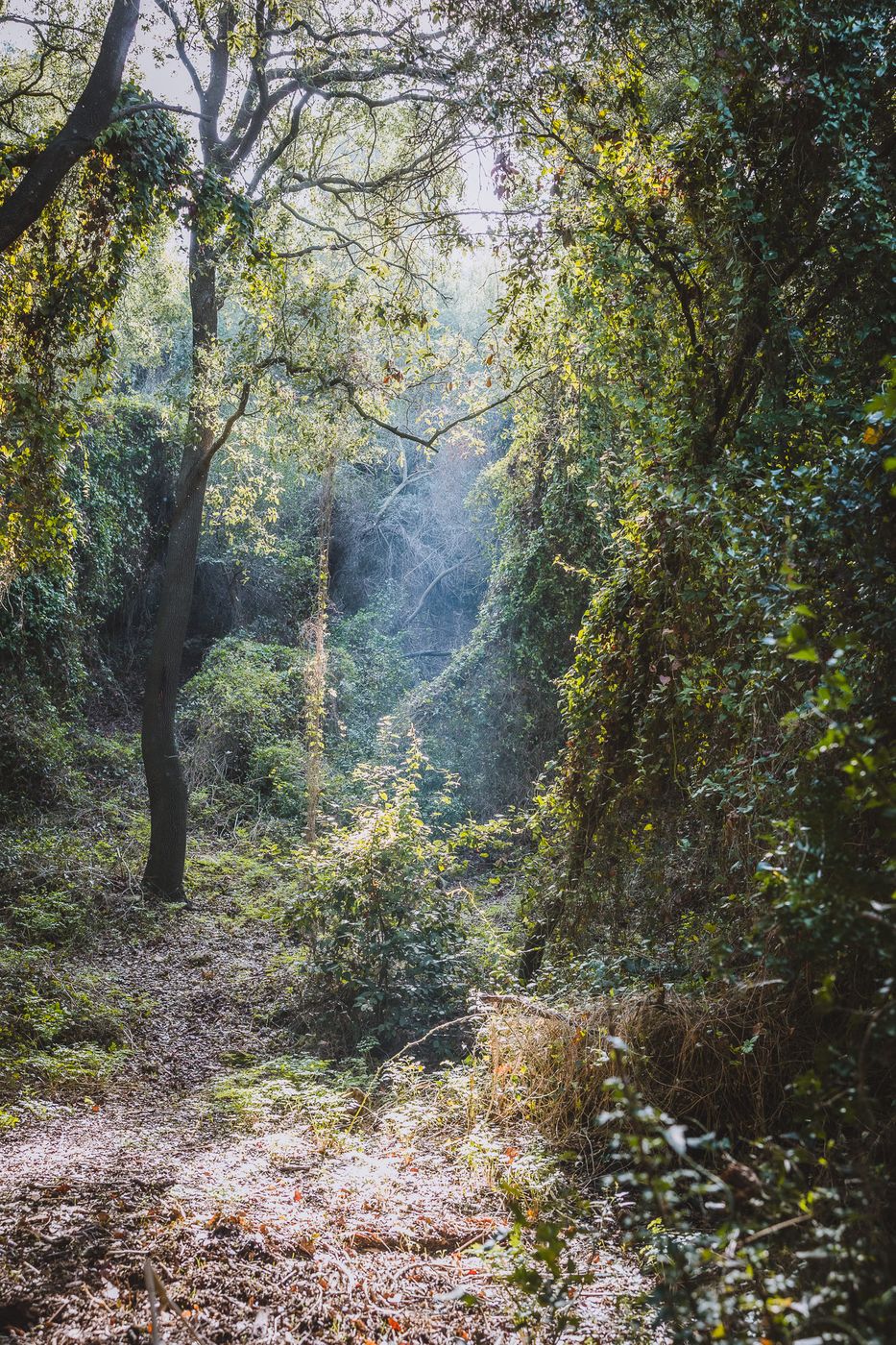 Fairy Forest in Beit Oren, Israel