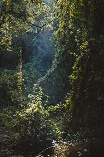 Fairy Forest in Beit Oren