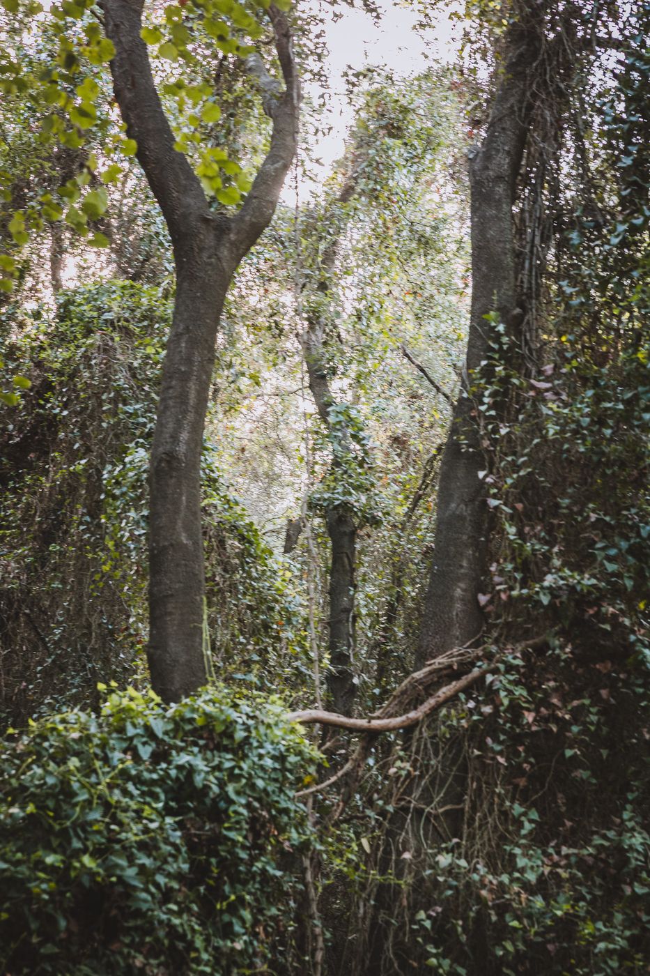 Fairy Forest in Beit Oren, Israel