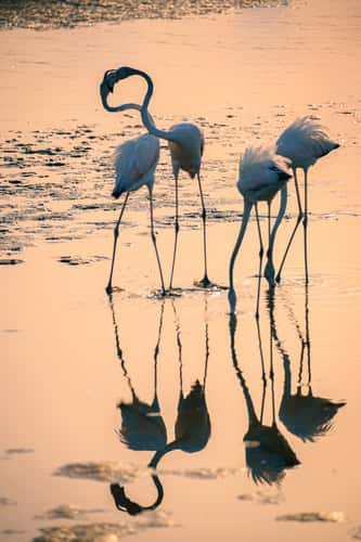 Flamingo Hide