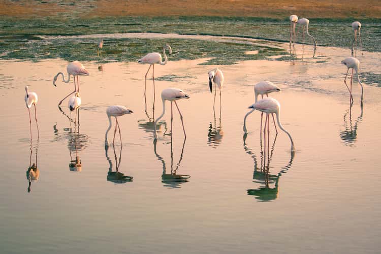 Flamingo Hide