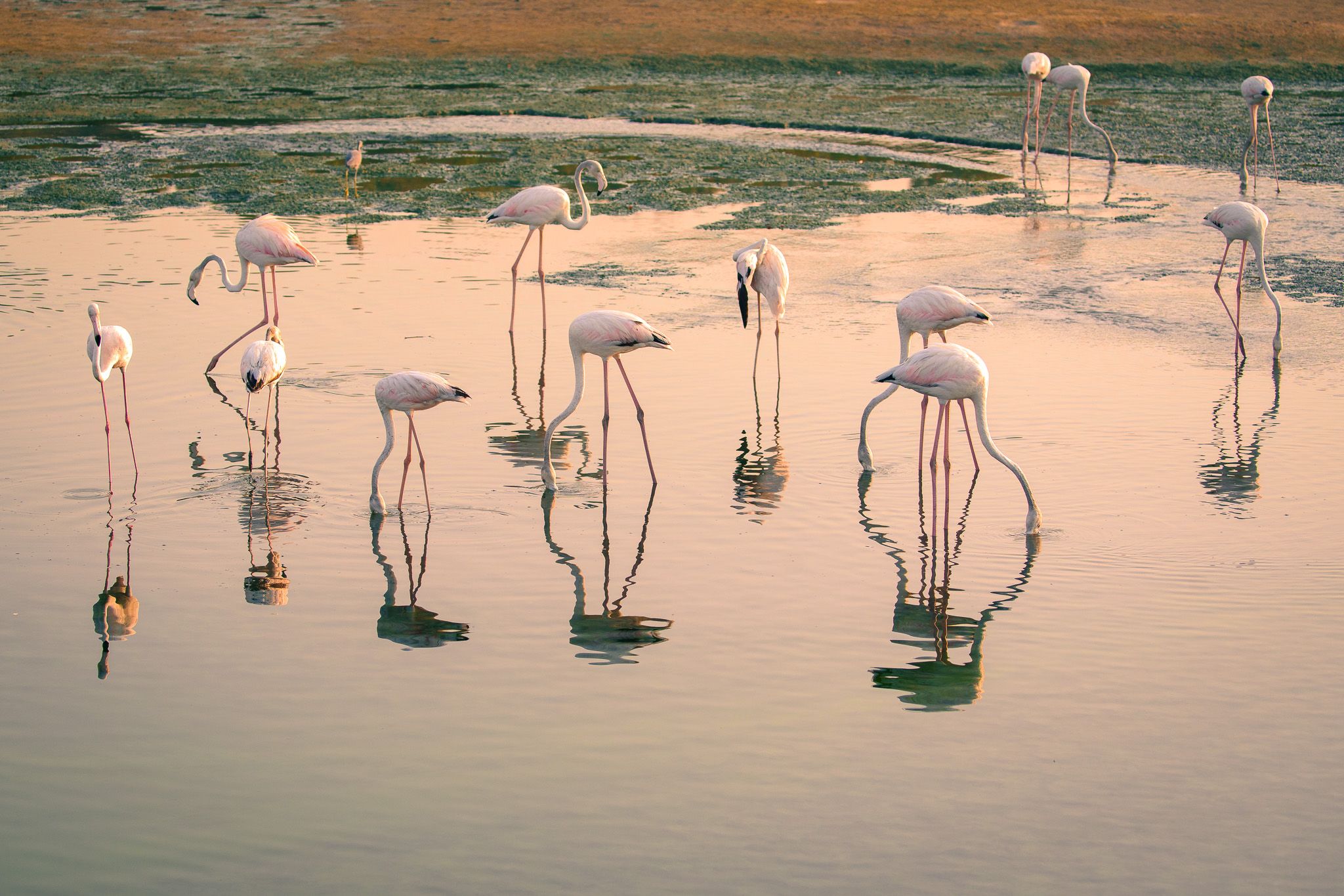 Flamingo Hide, United Arab Emirates