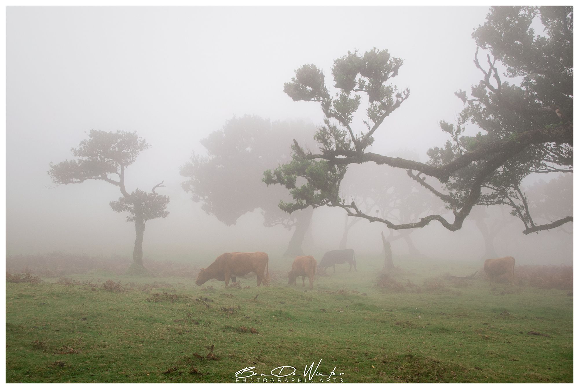 Fog Forest Fanal, Madeira, Portugal
