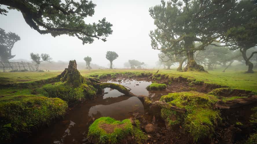 Fog Forest Fanal, Madeira