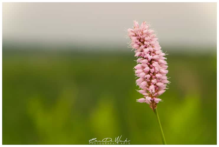 Hautes Fagnes - Hiking trail