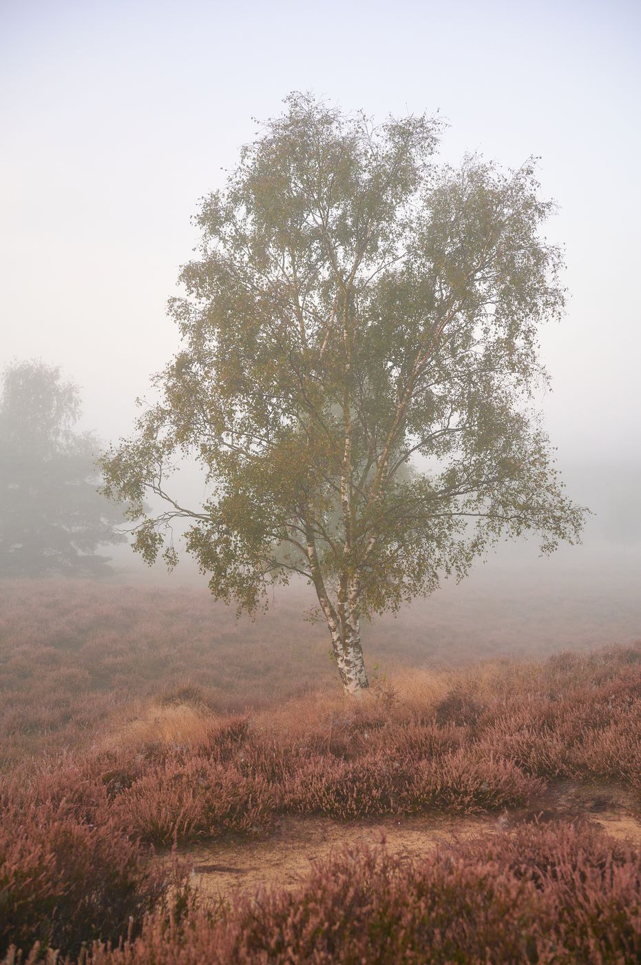 Heathlands at Westruper Heide, Germany
