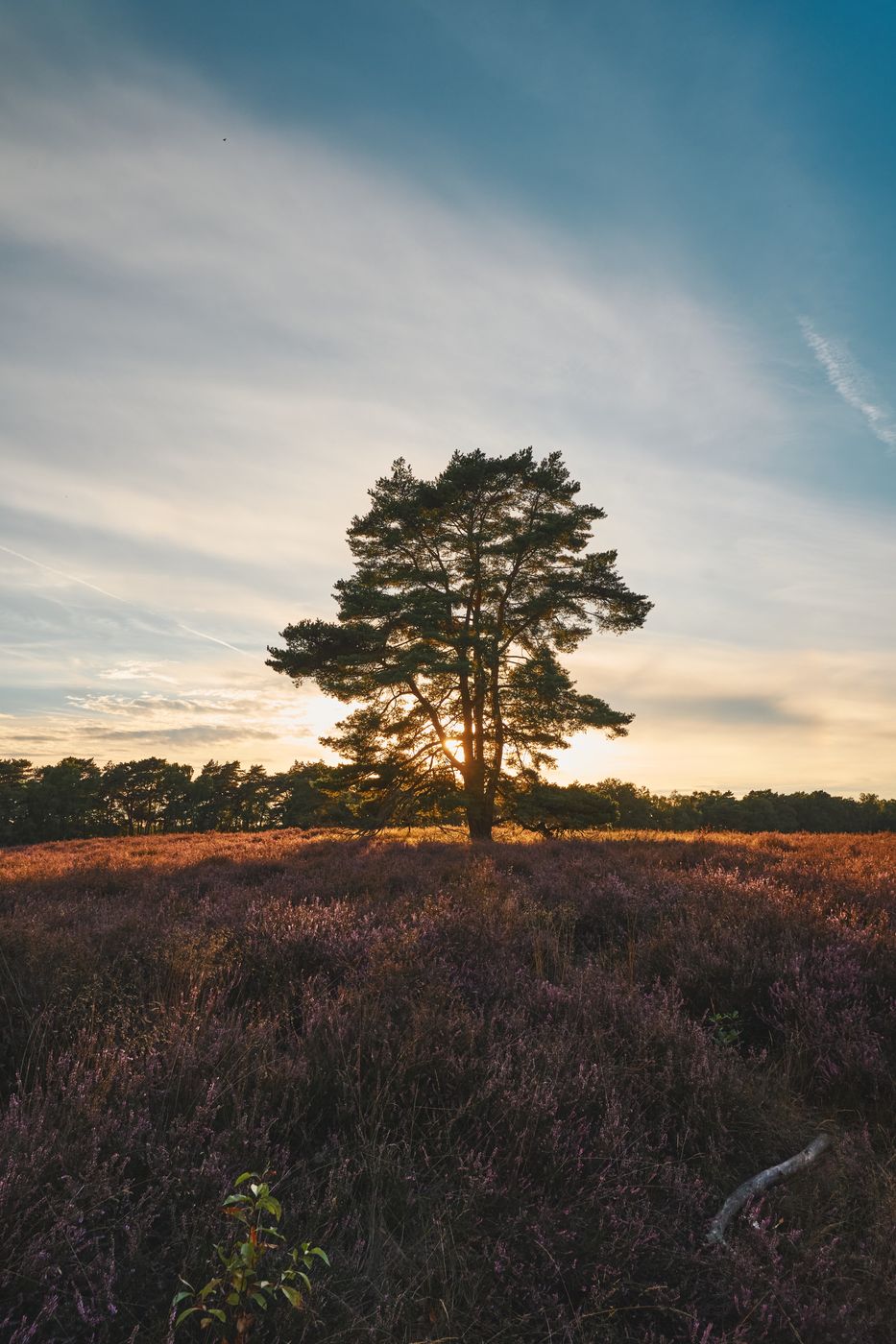 Heathlands at Westruper Heide, Germany