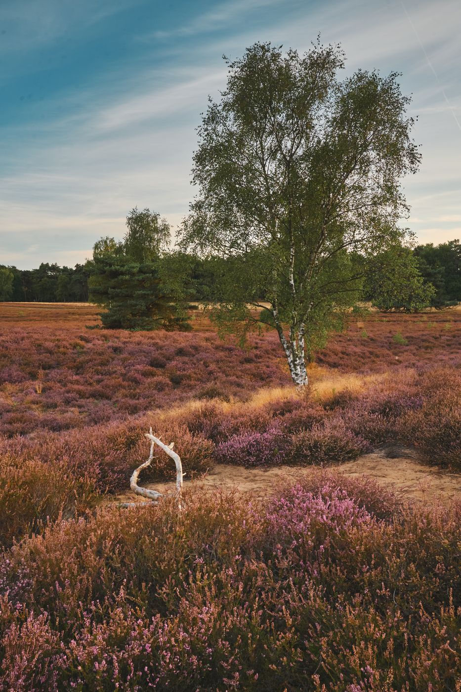 Heathlands at Westruper Heide, Germany