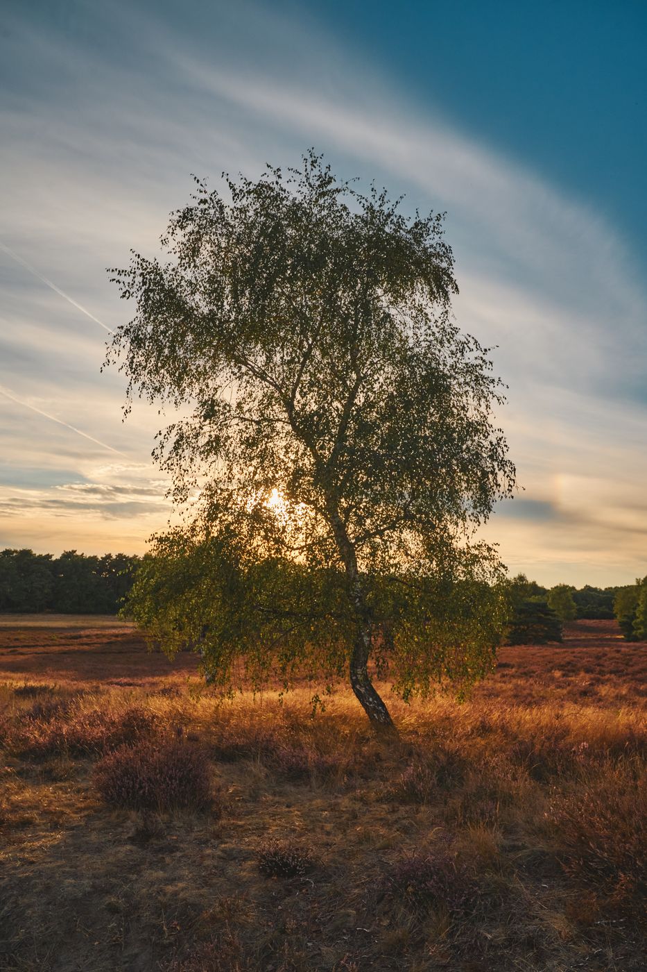 Heathlands at Westruper Heide, Germany