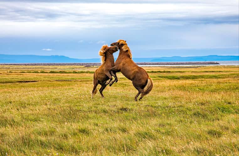 Icelandic Horseplay