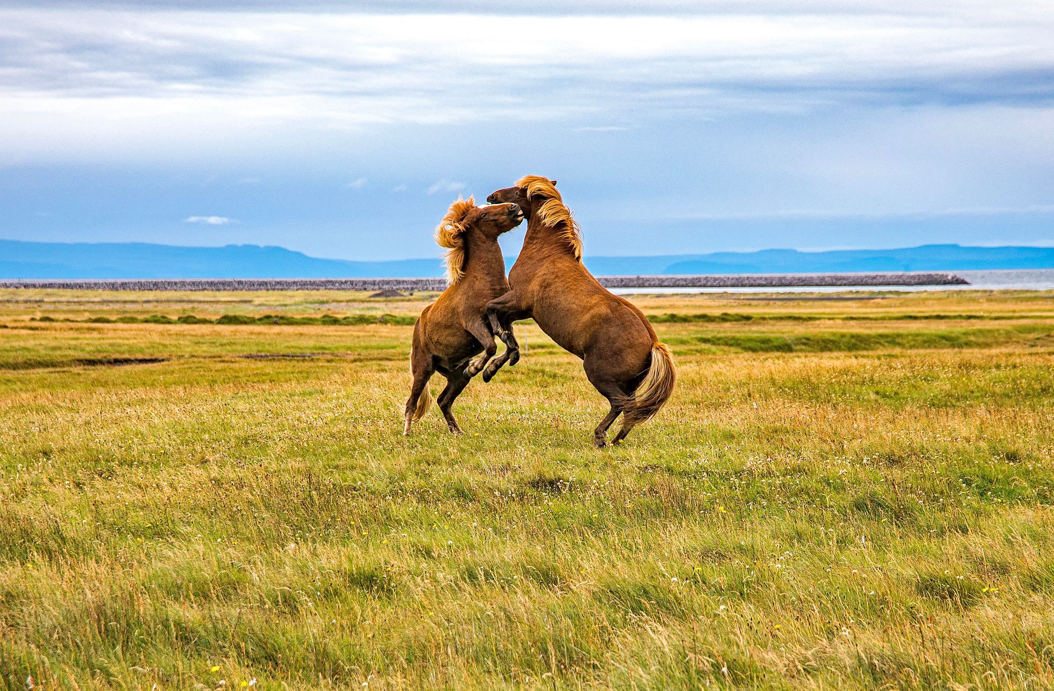 Icelandic Horseplay, Iceland