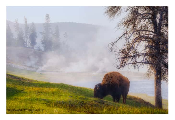 Madison River, Yellowstone National Park