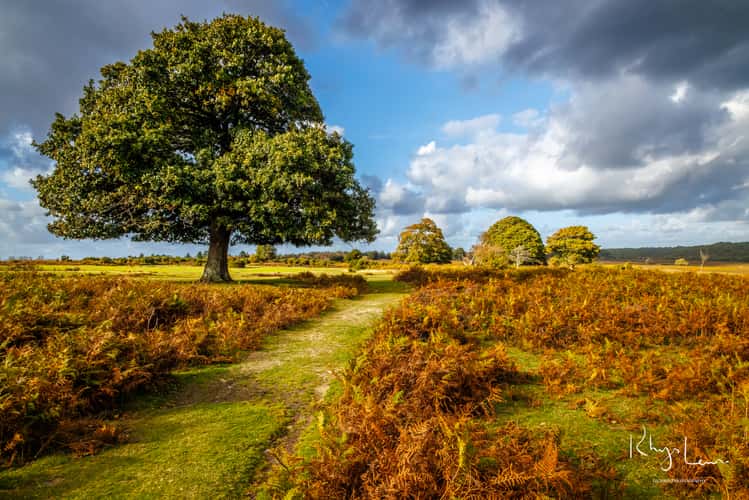 Mogshade Hill, near Lyndhurst, New Forest