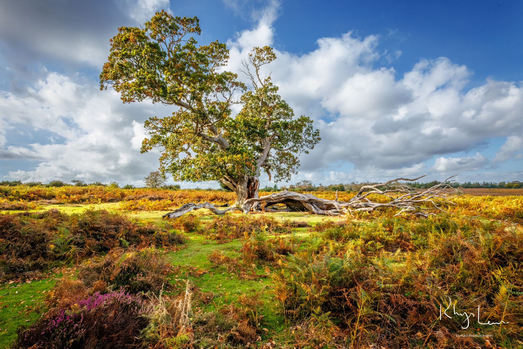 Mogshade Hill, near Lyndhurst, New Forest, United Kingdom