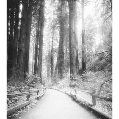 Muir Woods National Monument, USA