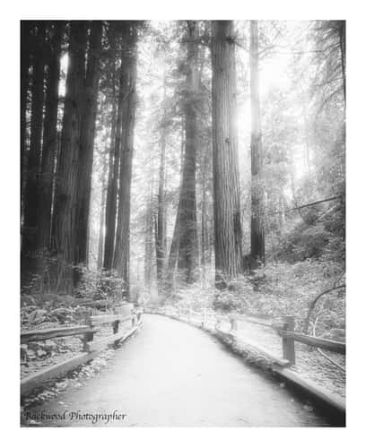 Muir Woods National Monument