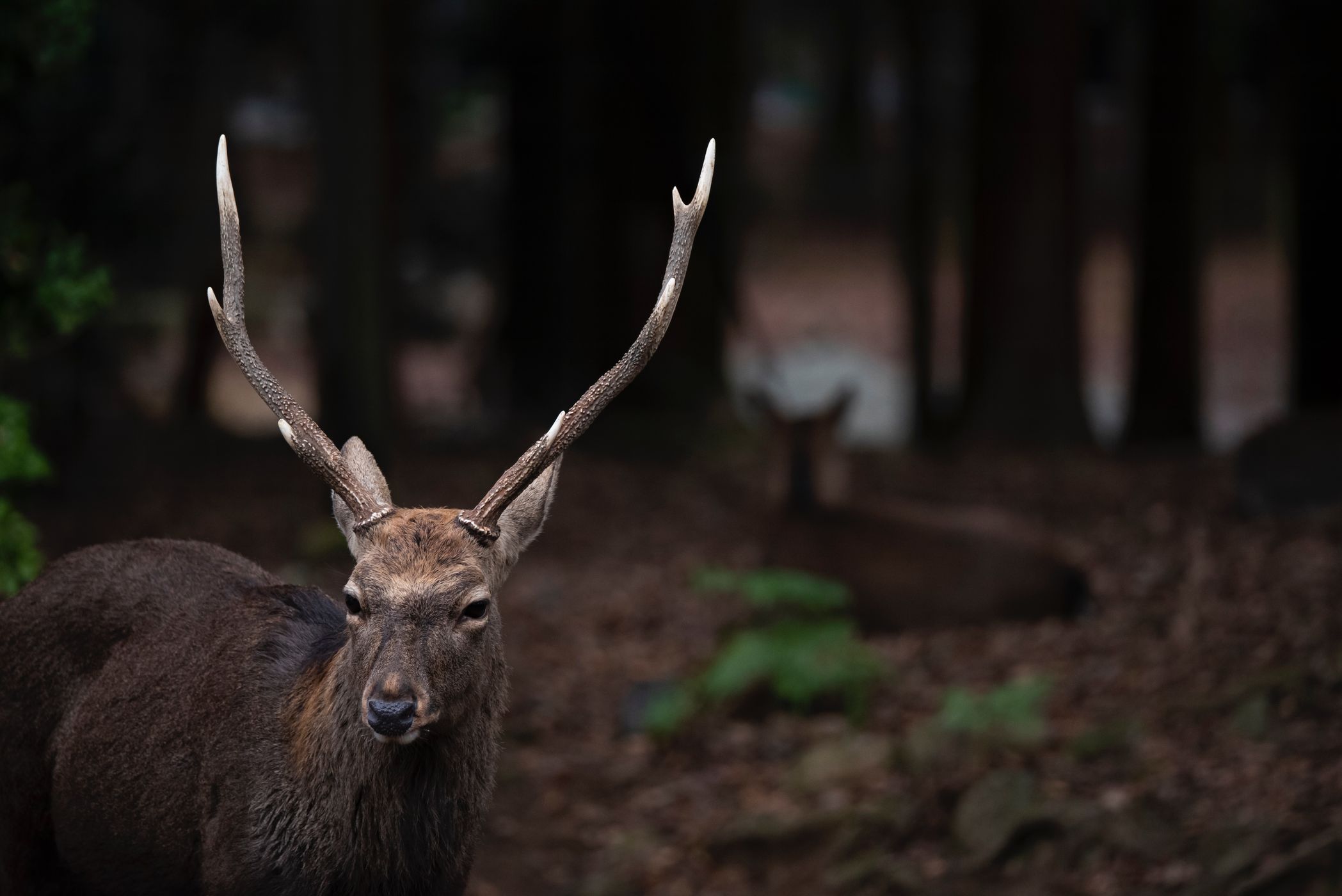Nara Park, Japan