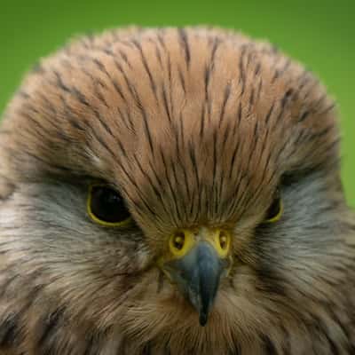 National Centre for Birds of Prey, Helmsley, United Kingdom